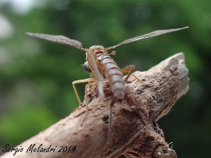 Vermileo sp. larve e adulti